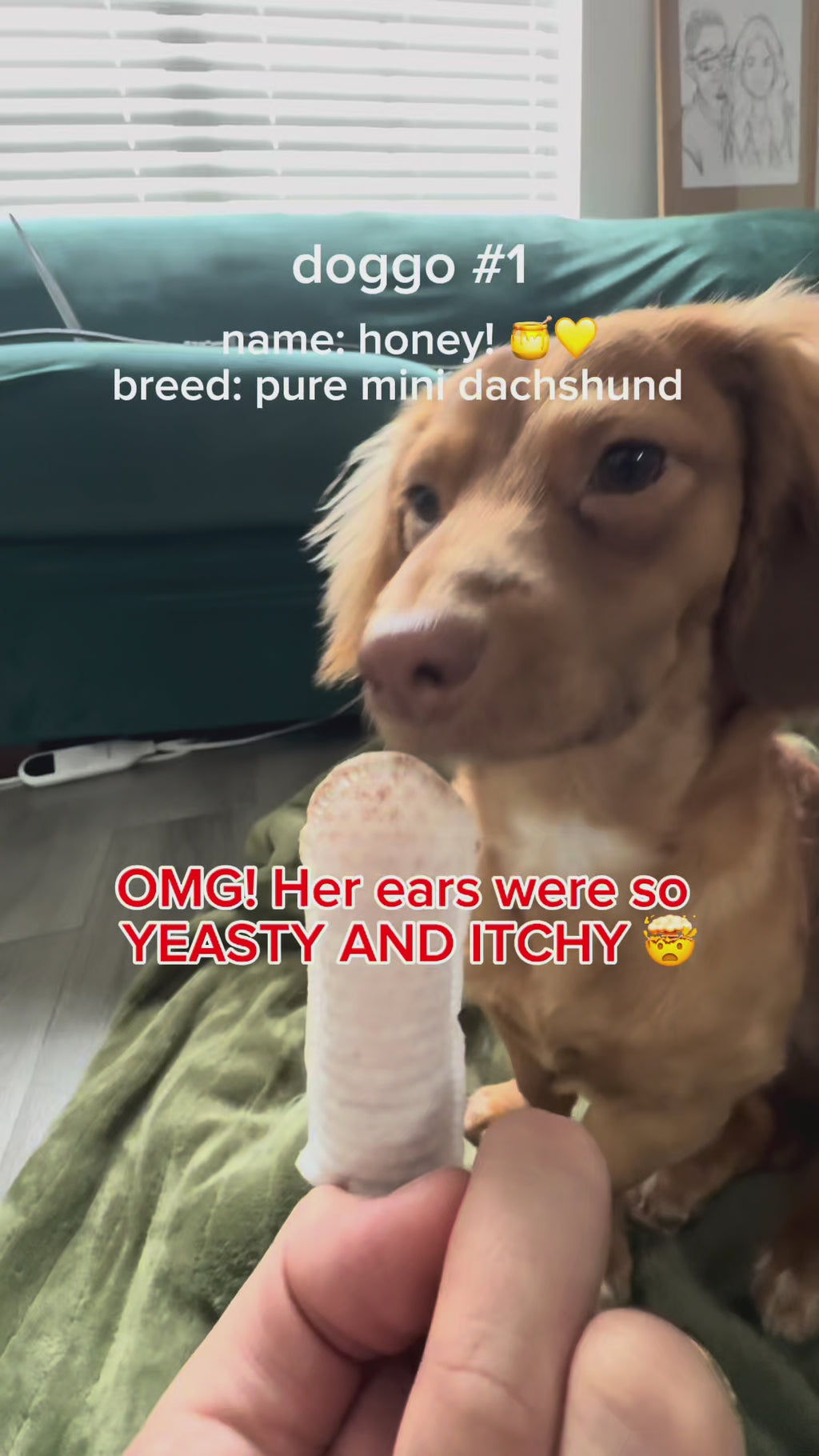 Haus of Floof Pet Ear Cleaner Finger Wipes – 50 Count | Plant-Powered Formula